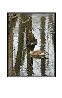 camouflaged in a pond