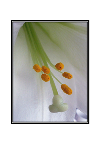 erotic white lily