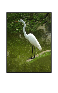 poised green faced egret