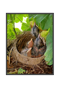 hatchlings with one mouth open ready to eat and the rest asleep