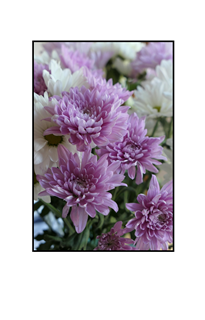 light purple chrysanthemums