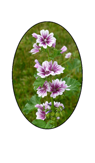 Cape May long stem white flowers with purple center