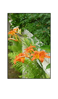 Cape May Orange lilies by white fence