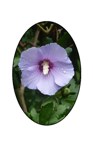 Rose of Sharon with Raindrops