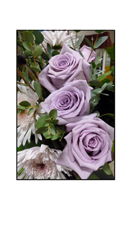 Purple Roses