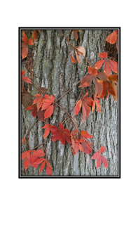 red leaf vine on tree trunk