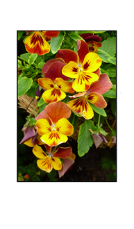 Red and Yellow Pansies