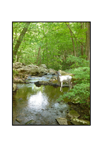 white antlered deer in stream