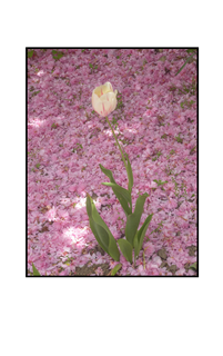 white tulip with pink petals on the ground