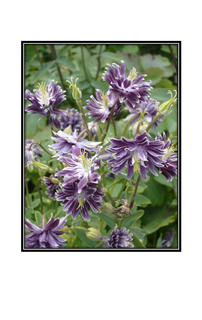 wild purple flowers