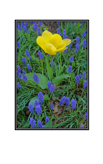 yellow tulip among blue muscari