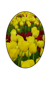 Yellow and Red Tulips