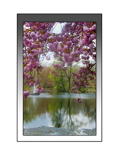 Westfield spring bloom by pond