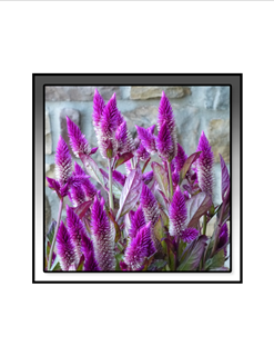 furry purple flowers